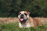 BULLDOG ANGLAIS 180